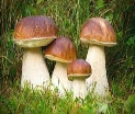 Небезпечні гриби: що варто знати - Міська дитяча лікарня №5